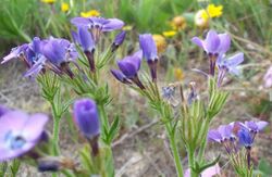 Gilia tenuiflora hoffmannii.jpg