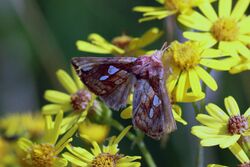 Gold spot moth (Plusia festucae).JPG