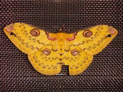 Golden Emperor moth.JPG