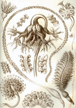 Haeckel Pennatulida.jpg
