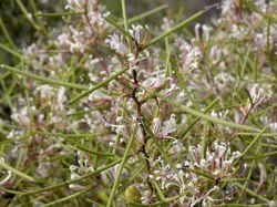 Hakea polyanthema.jpg