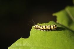 Harrisina american larva Photographed by Shaina Noggle..jpg