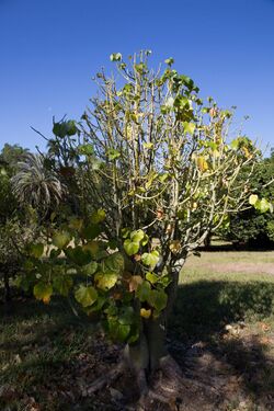 Hildegardia cubensis CF9A4510 Guana.jpg