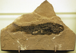 Hulettia Fossil, from NewMexicoMuseum.png