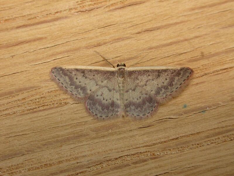 File:Idaea nephelota.jpg