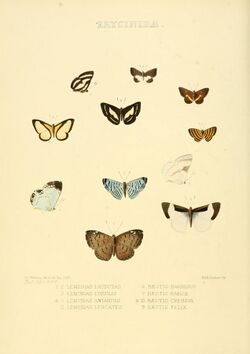Illustrations of new species of exotic butterflies Lemonias & Bæotis.jpg