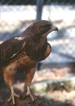 Injured Swainson's Hawk at zoo in Boise, Idaho.jpg