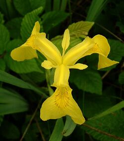 Iris pseudacorus1.jpg