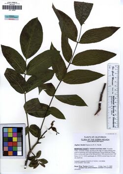 Preserved branch with leaves and some twigs from Juglans hindsii, alongside a ruler and various text boxes. Text includes information that the specimen was collected by Dean Wm Taylor of UC Berkeley at Yosemite National Park