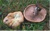 Lactarius sanguifluus 64507.jpg