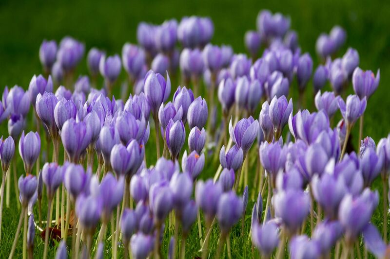File:Large flowering of purple crocuses.jpg
