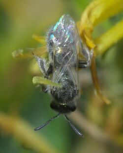 Lasioglossum semicaeruleum P1530254a.jpg