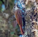 Lepidocolaptes falcinellus - Scalloped Woodcreeper; Monte Verde, Camanducaia, Minas Gerais, Brazil (cropped).jpg