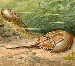 Limulus (cropped).jpg