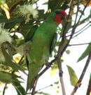 Green parrot with a red face
