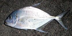 Longnose trevally Weipa.JPG