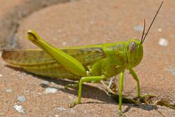Malaysian Locust (Valanga nigricornis) (23220865943).jpg