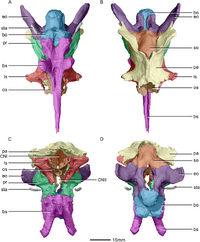 Braincase anatomy of Massospondylus in front, rear, top, and bottom view.