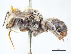 Megachile leeuwinensis f.jpg