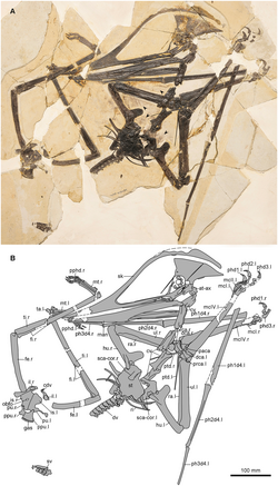 Meilifeilong holotype.png