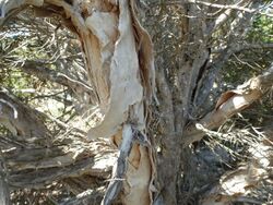 Melaleuca cuticularis (bark).JPG