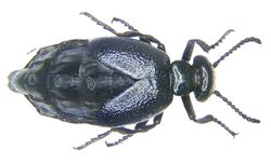 Meloe brevicollis rotate.jpg