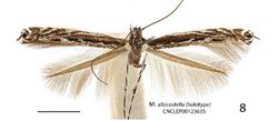 Micrurapteryx albicostella.JPG