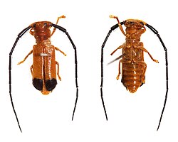 Momisis longicornis.jpg