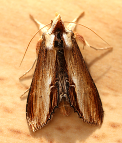 Mullein Moth - shargacucullia verbasci (41945512661).png