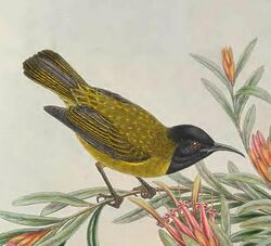 Myzomela melanocephala - The Birds of New Guinea (cropped).jpg
