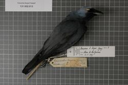 Naturalis Biodiversity Center - RMNH.AVES.123478 1 - Coracina boyeri boyeri (Gray, 1846) - Campephagidae - bird skin specimen.jpeg