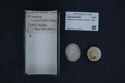 Naturalis Biodiversity Center - RMNH.MOL.135411 - Eoacmaea conoidalis (Pease, 1868) - Eoacmaeidae - Mollusc shell.jpeg