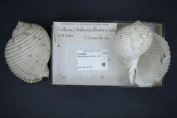 Naturalis Biodiversity Center - RMNH.MOL.191009 - Tonna chinensis (Dillwyn, 1817) - Tonnidae - Mollusc shell.jpeg
