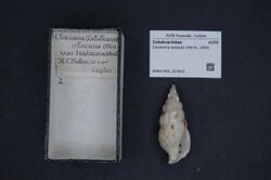 Naturalis Biodiversity Center - RMNH.MOL.207820 - Colubraria testacea (Moerch, 1854) - Colubrariidae - Mollusc shell.jpeg