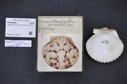 Naturalis Biodiversity Center - RMNH.MOL.323618 - Argopecten nucleus (Von Born, 1778) - Pectinidae - Mollusc shell.jpeg