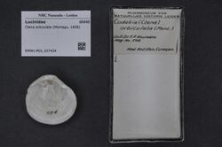 Naturalis Biodiversity Center - RMNH.MOL.327434 - Ctena orbiculata (Montagu, 1808) - Lucinidae - Mollusc shell.jpeg