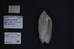 Naturalis Biodiversity Center - ZMA.MOLL.359080 - Ancilla acuminata (Sowerby, 1859) - Olividae - Mollusc shell.jpeg