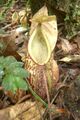 Nepenthes pectinata11.jpg