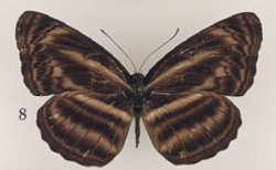 Neptis celebica celebica Moore (female), Sulawesi (Ujung Pandang, 1896, W. Doherty, C. Oberthür Coll.).png