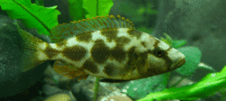 Nimbochromis livingstonii.gif