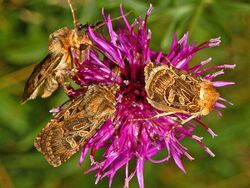 Noctuidae - Chersotis alpestris.JPG