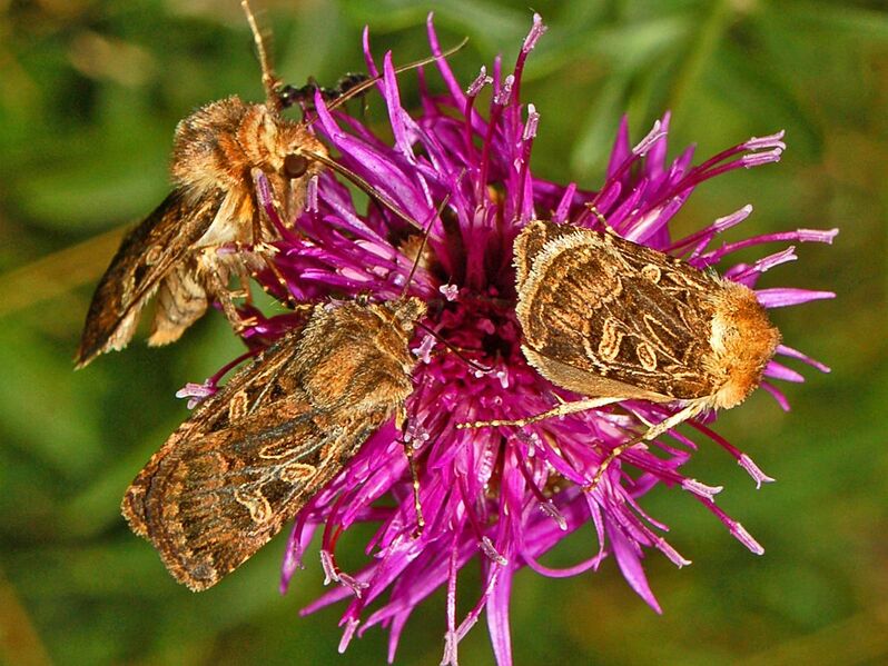 File:Noctuidae - Chersotis alpestris.JPG