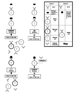 Original antigenic sin.illustrated.png