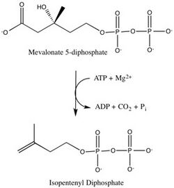 Overall reaction catalyzed by mevalonate diphosphate decarboxylase.jpg
