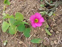 Oxalis purpurea (Habitus).jpg