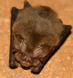 Ozark Big-eared Bat.jpg