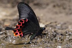 Papilio hoppo.jpg