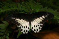 Papilio polymnestor-Kadavoor-2016-03-30-001.jpg