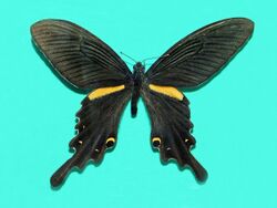 Papilionidae - Papilio macilentus.jpg
