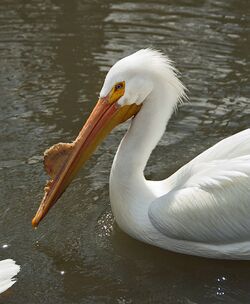 Pelecanus erythrorhynchos -Tulsa Zoo, Oklahoma, USA-8c.jpg